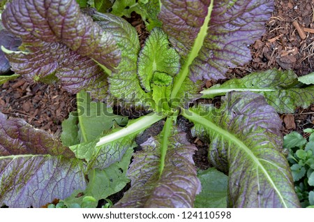 Shiny leaves look fresh and succulent on this herb still flourishing in winter soil.