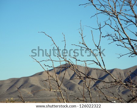 Scenic view of the Van Horn mountain range in Texas, with spindly, winter bushes in the foreground.