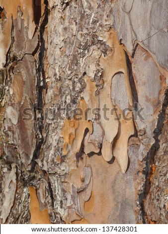 The rough and irregular bark of a Southern Pine looks like shingles and creates a lively abstract pattern.  I find exquisite beauty in the articulated and varied surfaces of tree bark.