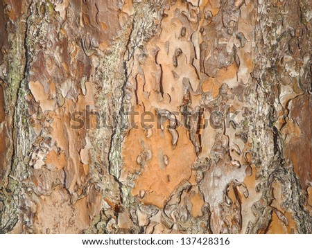 The rough and irregular bark of a Southern Pine looks like shingles and creates a lively abstract pattern.  I find exquisite beauty in the articulated and varied surfaces of tree bark.