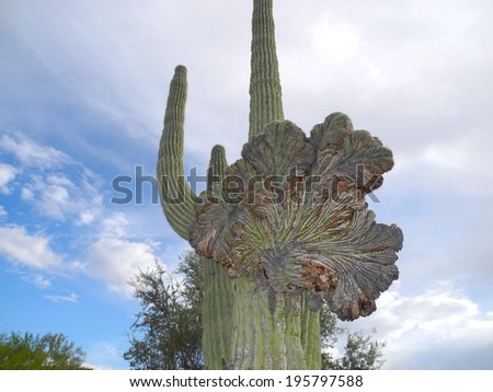 A very unusual and rare crested Saguaro cactus is bizarre and beautiful at the same time.  Scientists attribute it\'s rare presence to a mutation.
