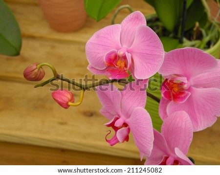Pink orchids are gorgeous for their color, as well as their grace and elegance.  To me, they seem to be weightlessly suspended in the air.