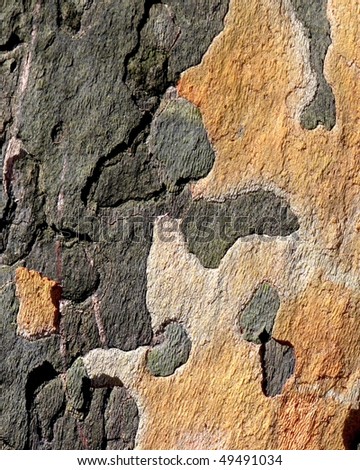 Abstracted realism: the textures of tree bark as abstraction, nature\'s designing hand at work.