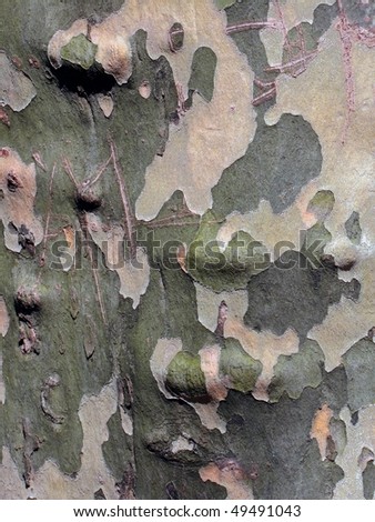 Abstracted realism: the textures of tree bark as abstraction, nature\'s designing hand at work.