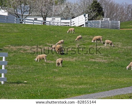 A peaceful farm scene of sheep grazing in rural America.