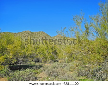 View of desert landscape in the Superstition Mountains of Tonto National Forest near Mesa, Arizona.