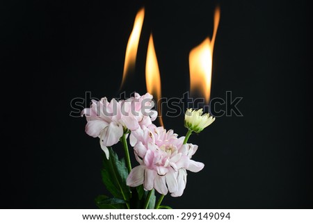 Burning flowers on a black background