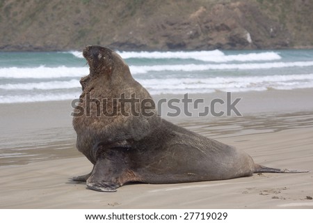 Male sea lion posing with mouth open at Cannibal beach New Zealand
