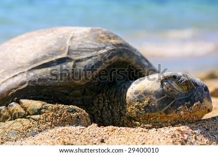 A green sea turtle resting on a Hawaiian beach.
