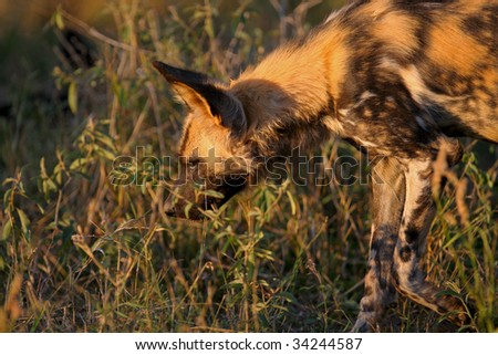 An african wild dog using its senses