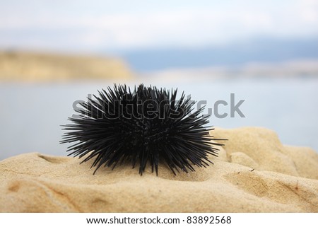 Sea urchin on rock with sea background , Croatia