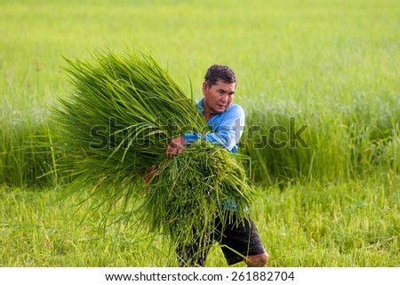 ANGTHONG, THAILAND - OCTOBER 10: Unidentified farmer holds grass in his hands in the grass field on October 10, 2010 in Angthong, Thailand.