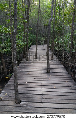 Trees grow up through the old wooden path in the mangrove forest.