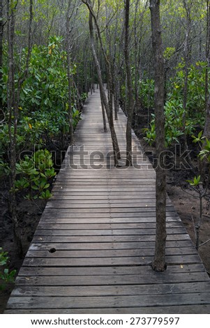 Trees grow through the old wooden path in the mangrove forest.