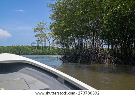 Boat running along the shore of mangrove forest.