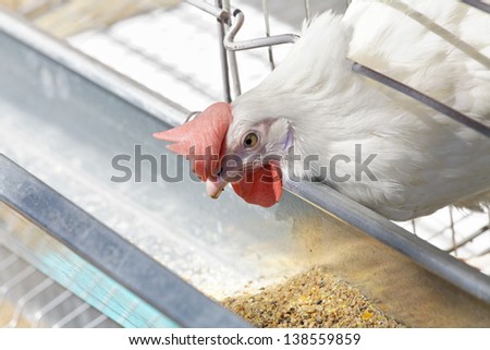 Poultry farming - farming industry