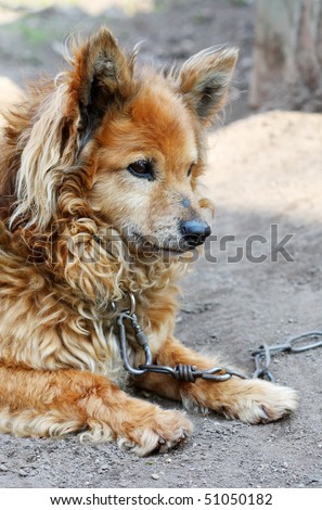 Alone dog on a chain