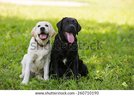 Two Labrador puppy black and white sitting on the grass.