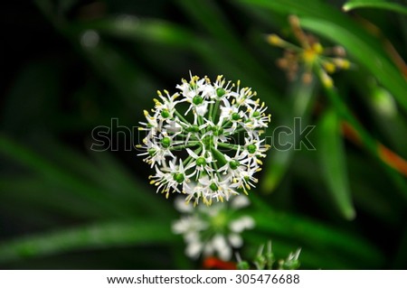close-up view of a white spherical shaped flower with green beads at the end of radially-emanating spokes blooming against its green leaves