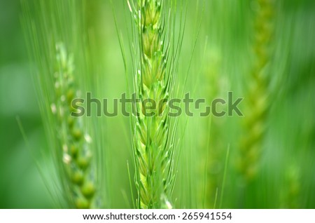 Abstract image as background with green, yellow and white colors. Image has vivid green color and  a pleasing texture.