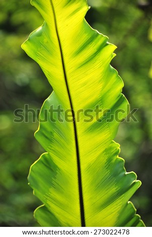 Bird\'s-nest fern\'s green leaf with obvious vein and lots of spores in th sunlight