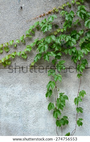 Green ivy plant close up on white wall background