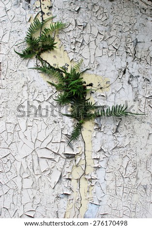 Green leaves grow on broken wall. The paint of wall had flaked off.Old peeling painted on the concrete wall.