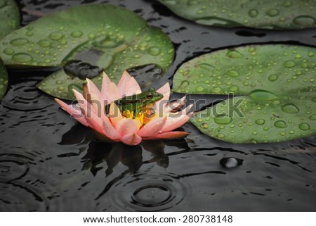 Frog and flower in raining day. Frog on top of a pink flower.