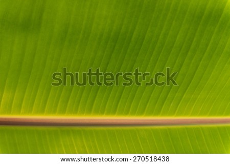 Banana leaf texture background.