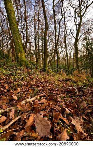Woodland floor showing autumn leaf fall. Oak leaves in foreground