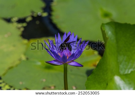 Black carpenter bee on a blue lotus