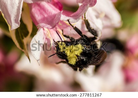 Bumble-bee on the flower up side down