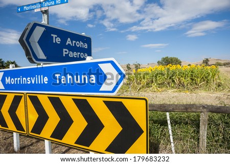 Sunflowers behind road direction signs,  by highway in Waikato New Zealand.