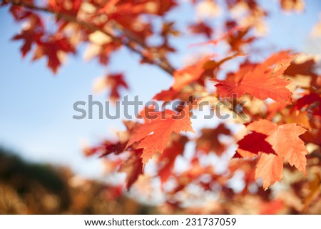 Maple leaf in differential focus, fall leaves