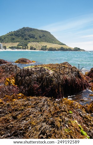 Mount Maunganui, kelp and seaweed washing in the tide with the iconic mount  on the horizon.