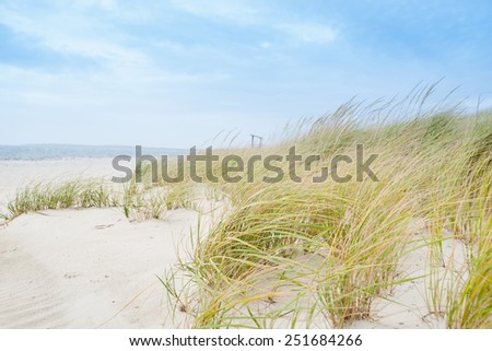 Windswept beach, typical Cape Cod coastal environment.