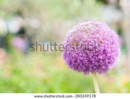 Blue onion flower against blurry nature background.