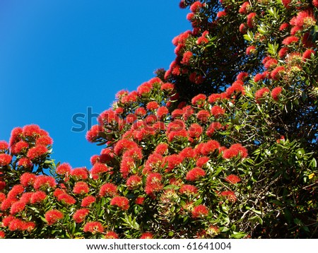Pohutukawa red flowers contrast against the blue sky.