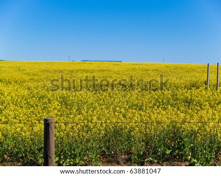 Canola crop, bright yellow flowers in field, South Africa.