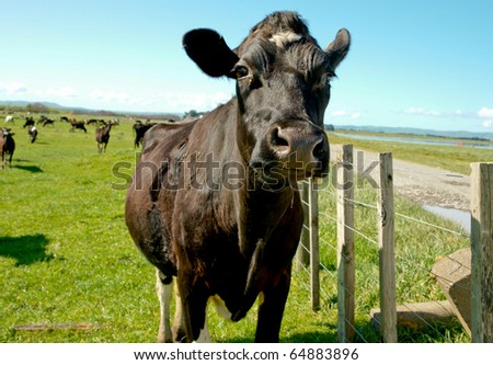 Cow Stock