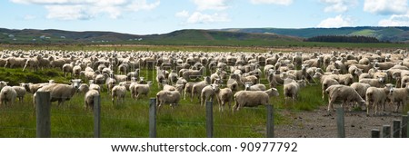Flock of sheep on New Zealand farm, oblong.