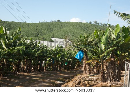 Banana plantation, near Coffs Harbor, Australia.
