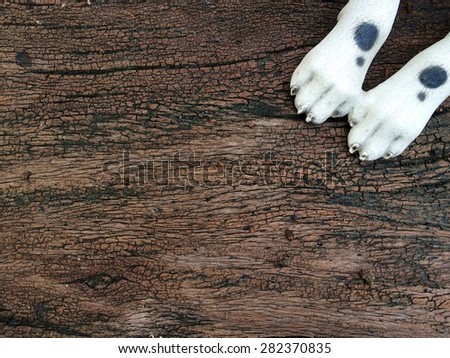 Dog foot on wooden