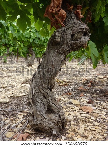 Old vine tree stem