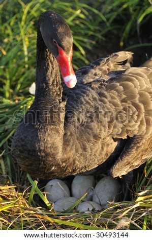 A black swan getting ready to settle down on her nest
