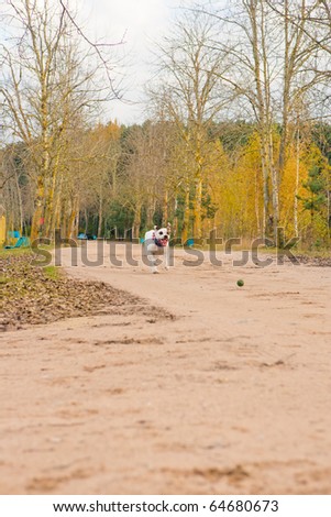 fast and emotional big white bulldog dog chasing after a small green ball rolling towards to camera