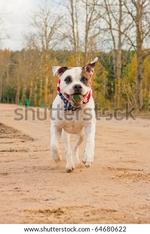 nice white highbred bulldog dog on hind feet holding small green ball in mouth and looking towards to camera and running