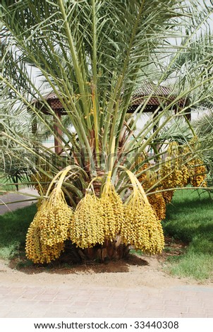 dates palm tree. stock photo : Palm Tree with
