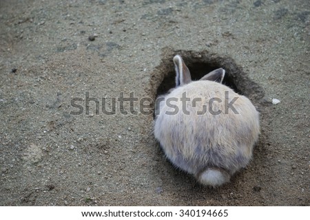 Rabbit digging a hole