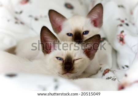 Two amusing siamese kittens on the beautiful bed-clothes